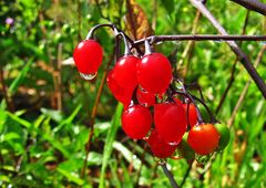 Spiegeltag: Nachtschatten nach Regen