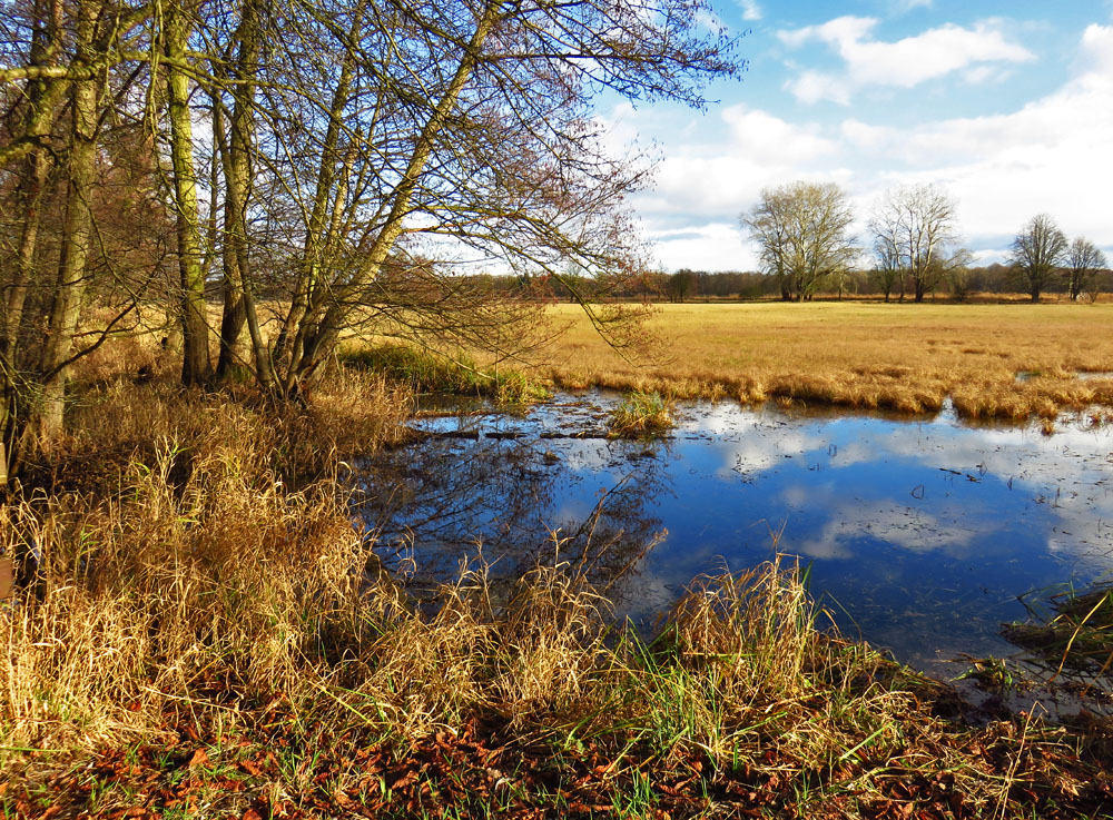 Spiegeltag: Naturschutzgebiet Mönchbruch