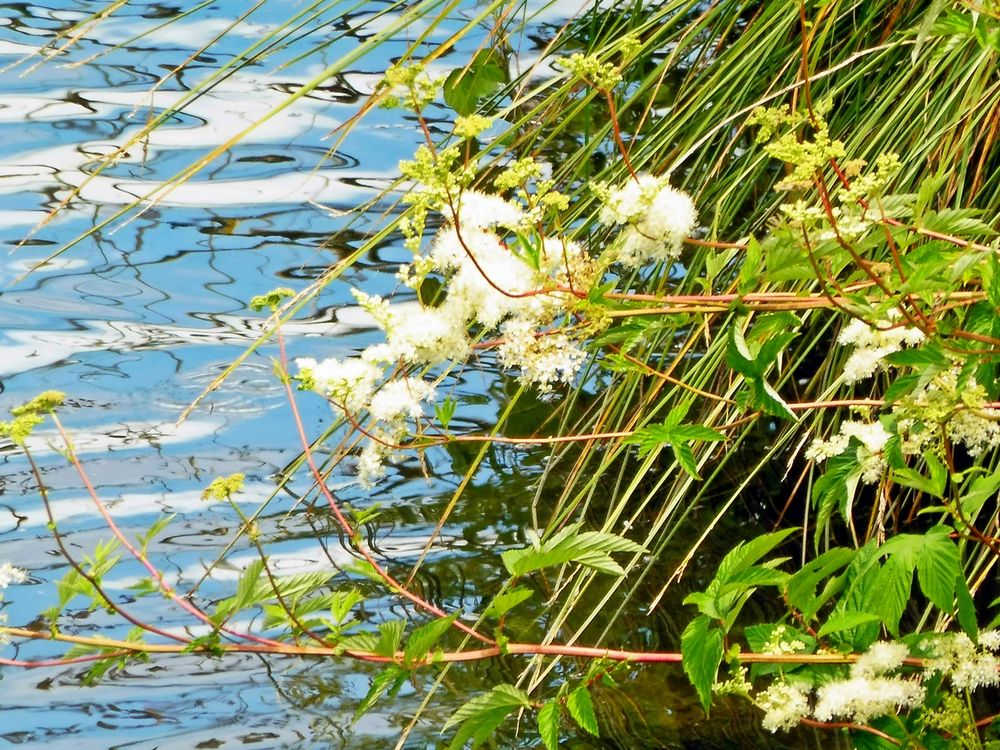 Spiegeltag- Naturspiegelung