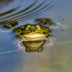 Spiegeltag - Neugieriger Frosch