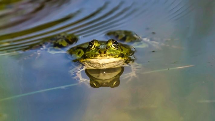Spiegeltag - Neugieriger Frosch