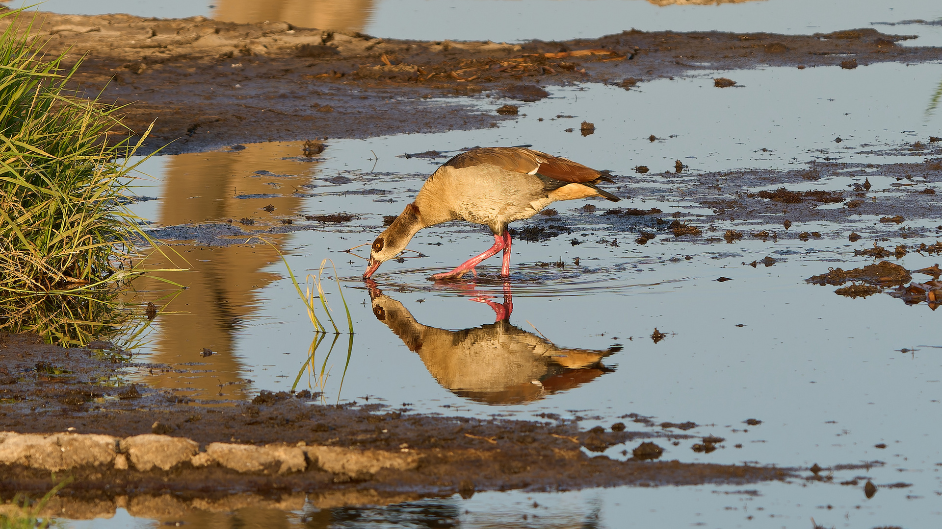 Spiegeltag Nilgans