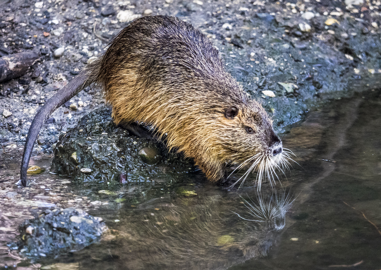 Spiegeltag - Nutria