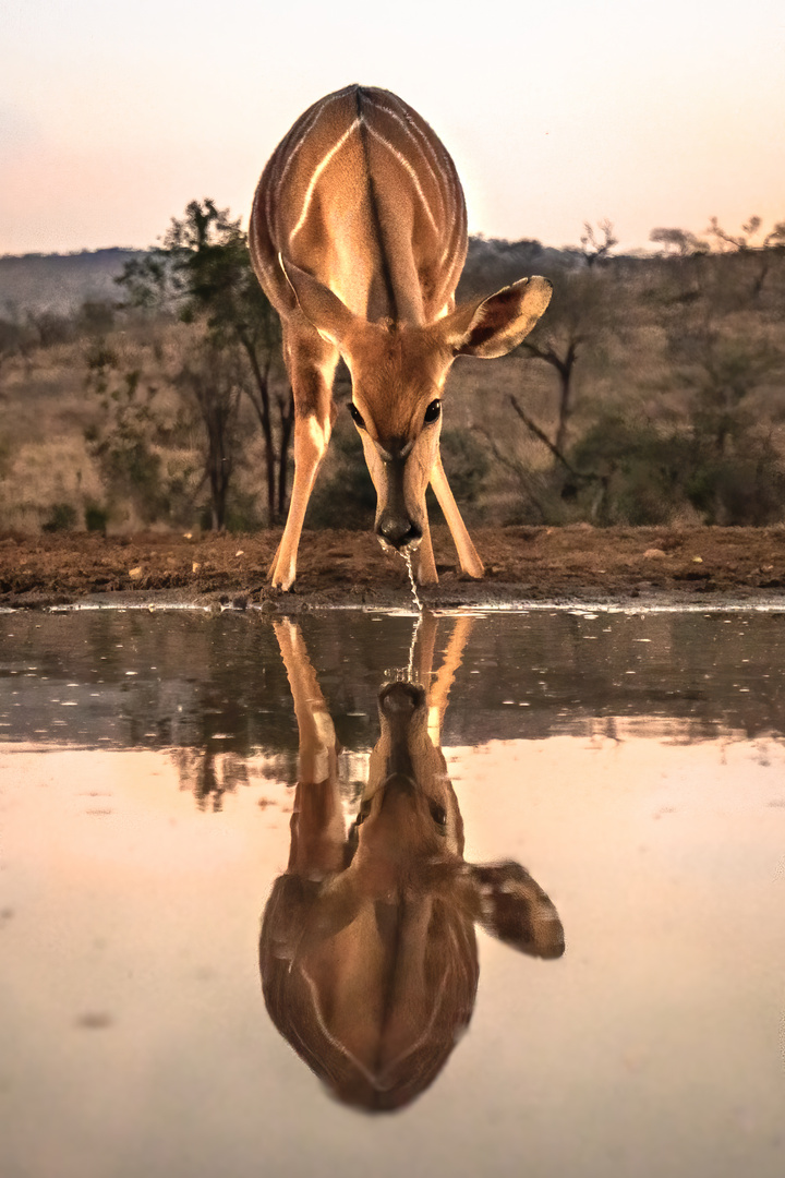 Spiegeltag: Nyala