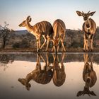 Spiegeltag: Nyalas beim Wasserloch