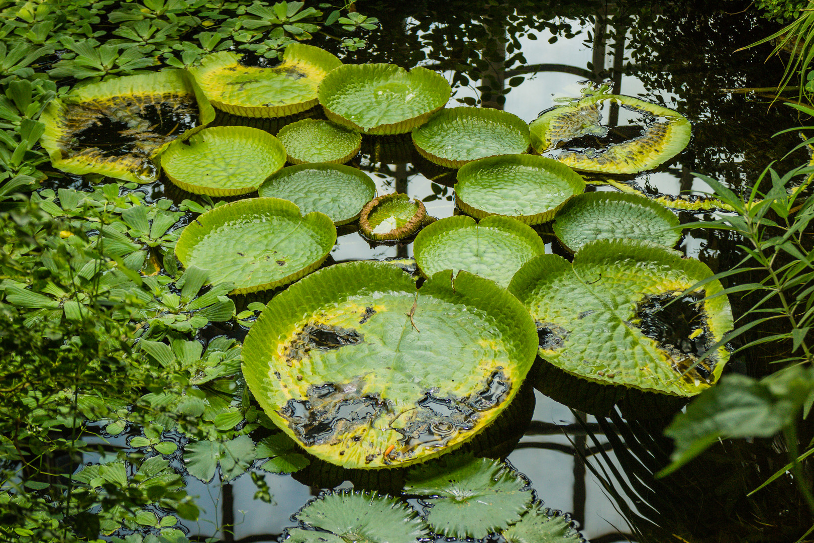 Spiegeltag Palmenhaus