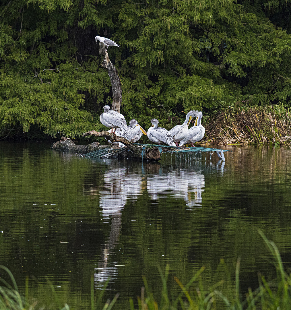 Spiegeltag - Pelikane mit Möwe