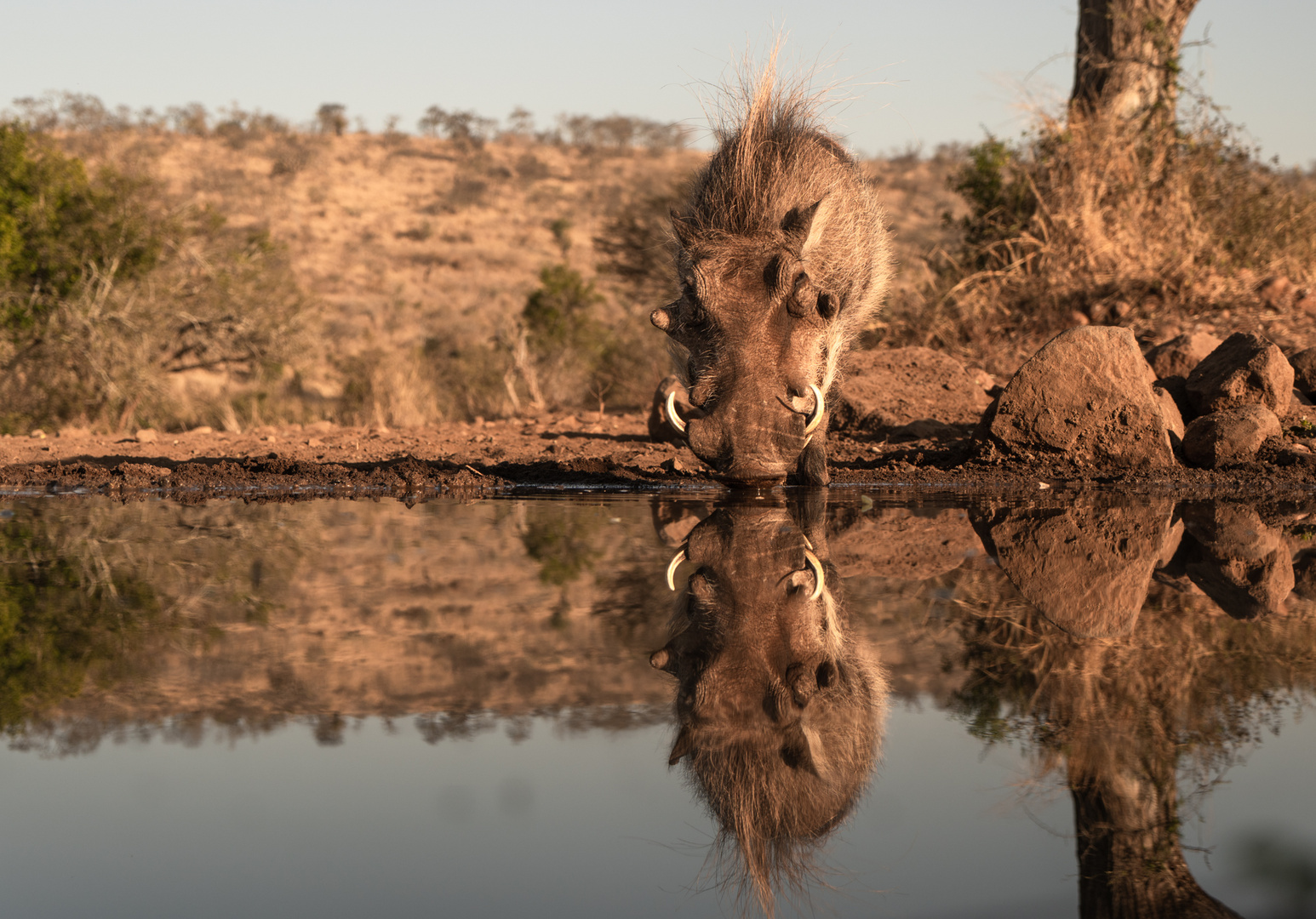 Spiegeltag: Pumbaa