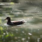 Spiegeltag - Ralle im Teich