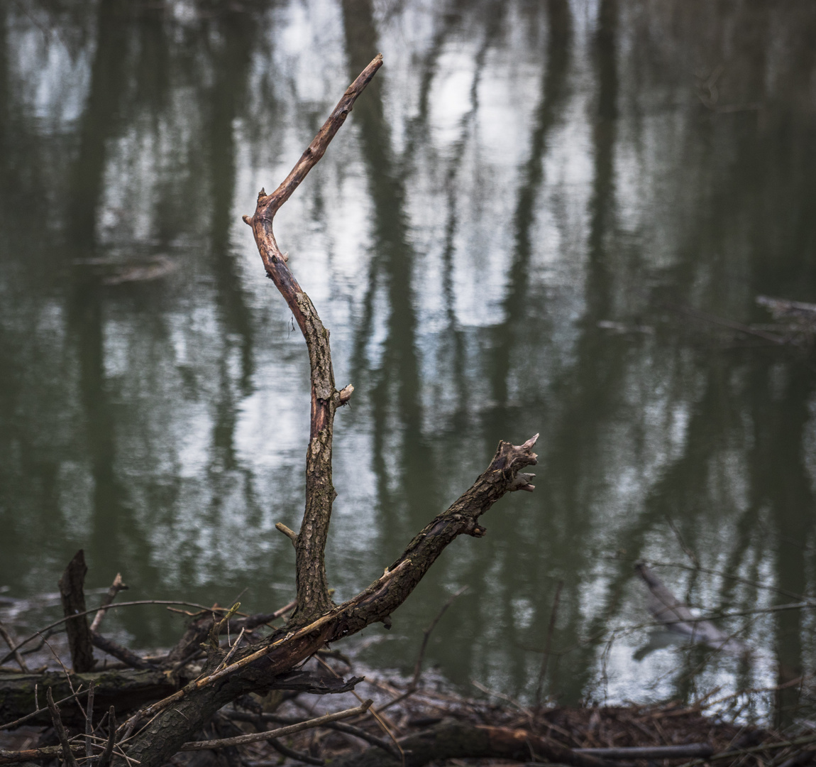 Spiegeltag - Rheinaue