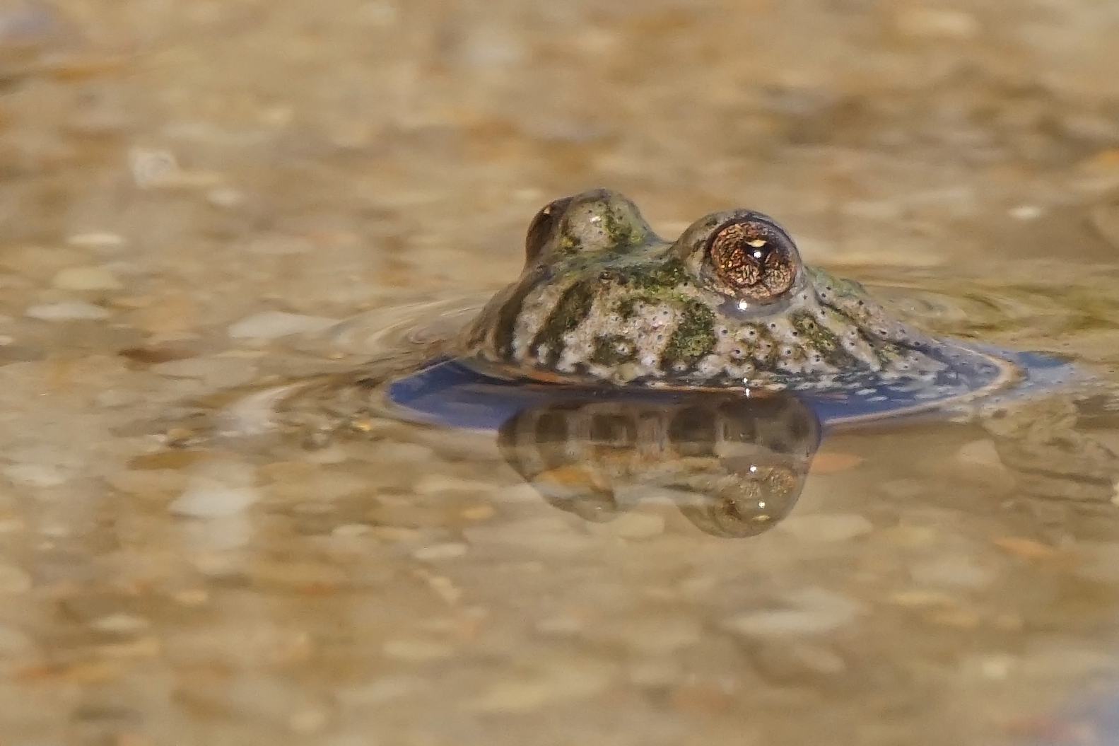 Spiegeltag Rotbauchunke (Bombina bombina)