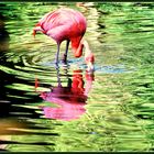 Spiegeltag- Roter Flamingo