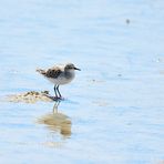 Spiegeltag, Sanderling, (Calidris alba), 