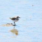 Spiegeltag, Sanderling, (Calidris alba), 