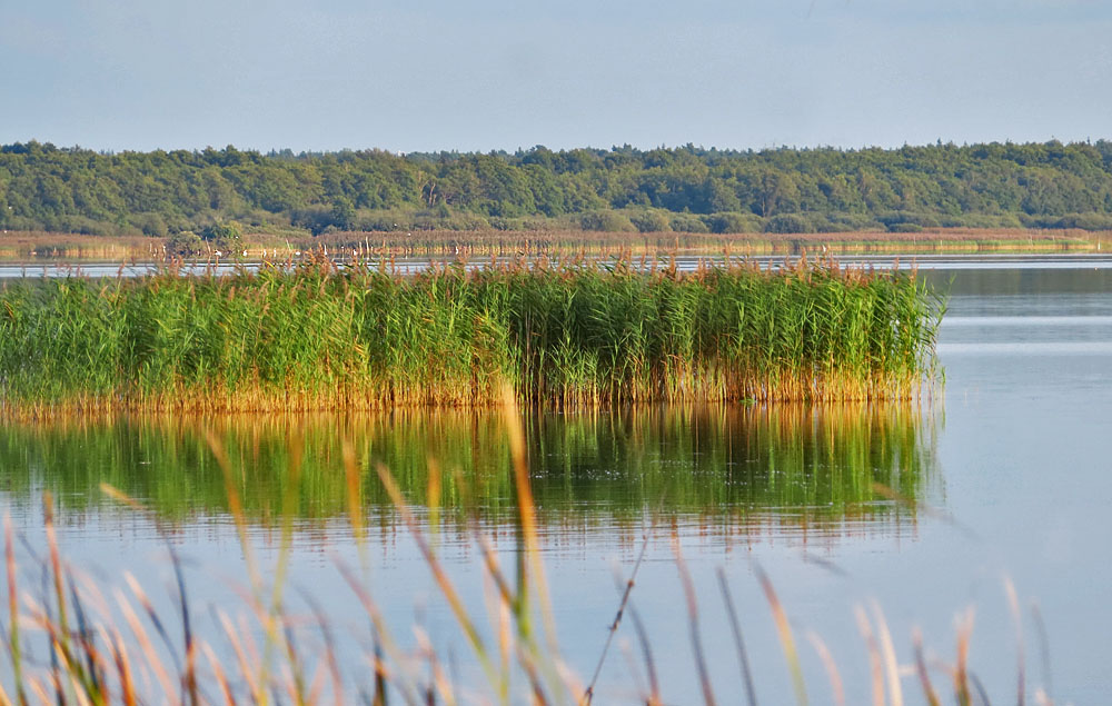 Spiegeltag: Schilf am Steinhuder Meer