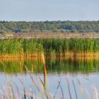 Spiegeltag: Schilf am Steinhuder Meer