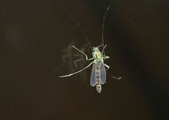 Spiegeltag: Schnake am Fenster