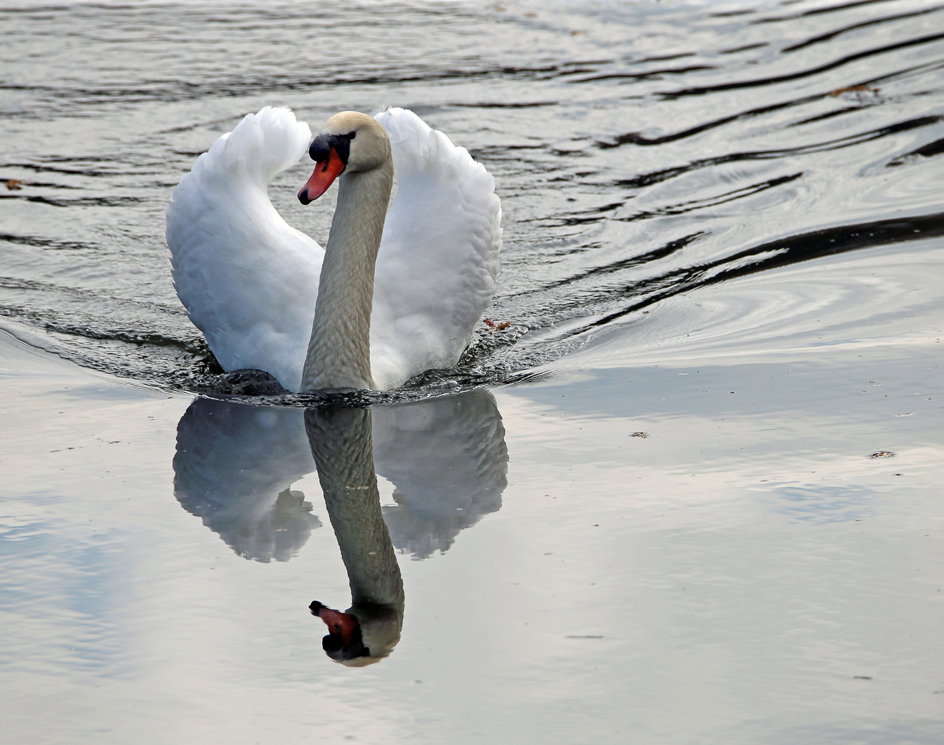 Spiegeltag - Schusterwörth - Schwan