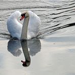 Spiegeltag - Schusterwörth - Schwan