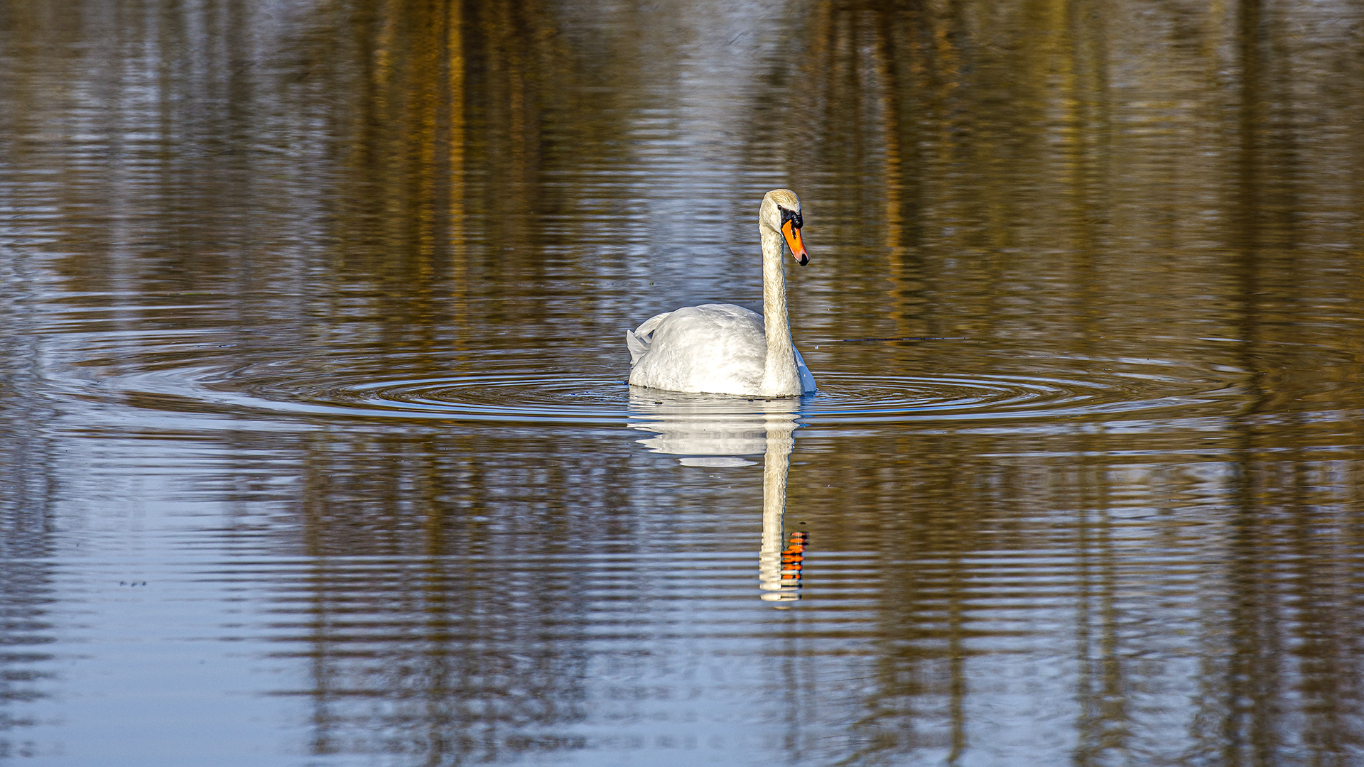 Spiegeltag - Schwan 08