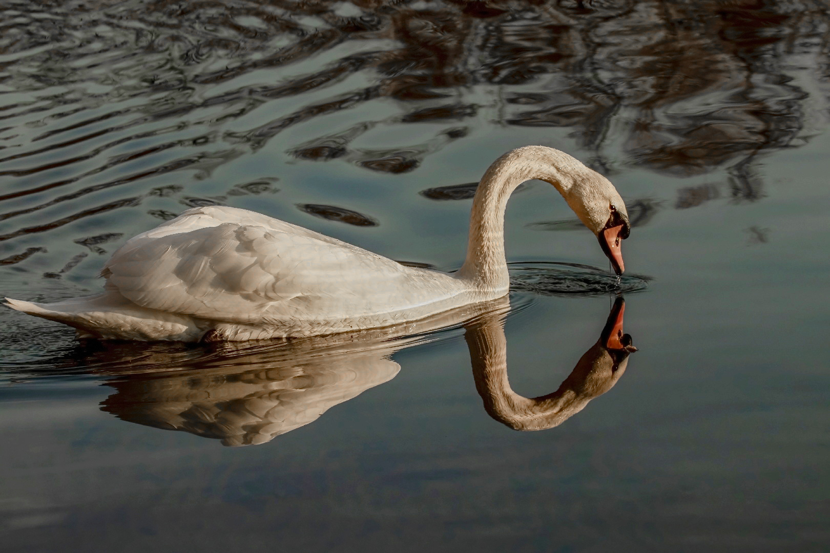 Spiegeltag - Schwan