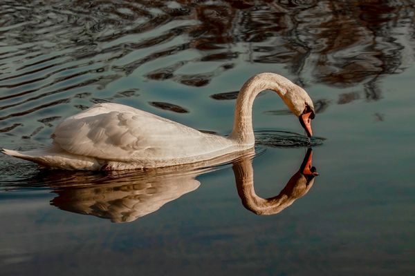 Spiegeltag - Schwan
