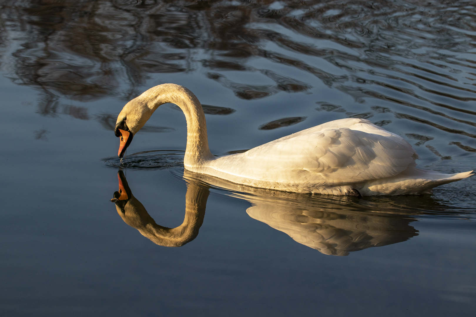 Spiegeltag - Schwan im Bild