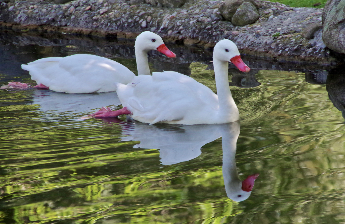 Spiegeltag-Schwanenpaar