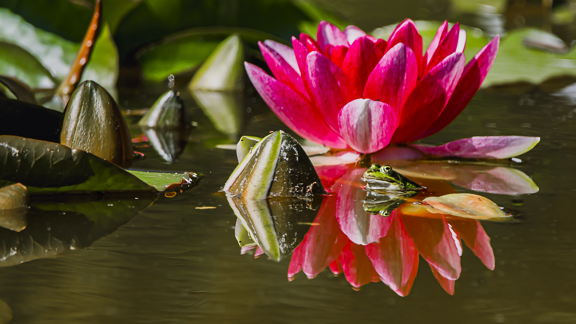 Spiegeltag - Seerose mit Frosch