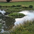 Spiegeltag : Seerosen mit Tiefgang :-)