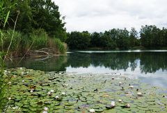 Spiegeltag: Seerosensee