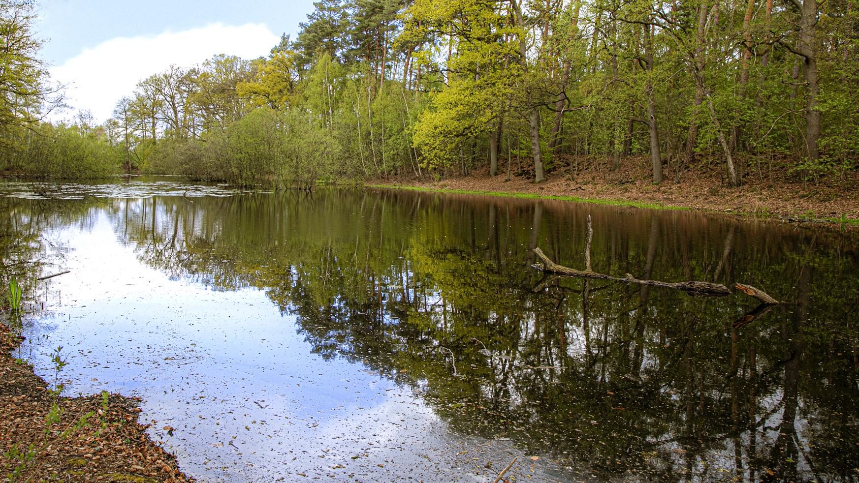 Spiegeltag - Seerosenteich