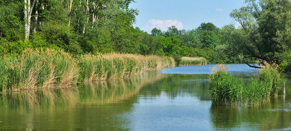 Spiegeltag: Seitenarm der Donau