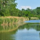 Spiegeltag: Seitenarm der Donau