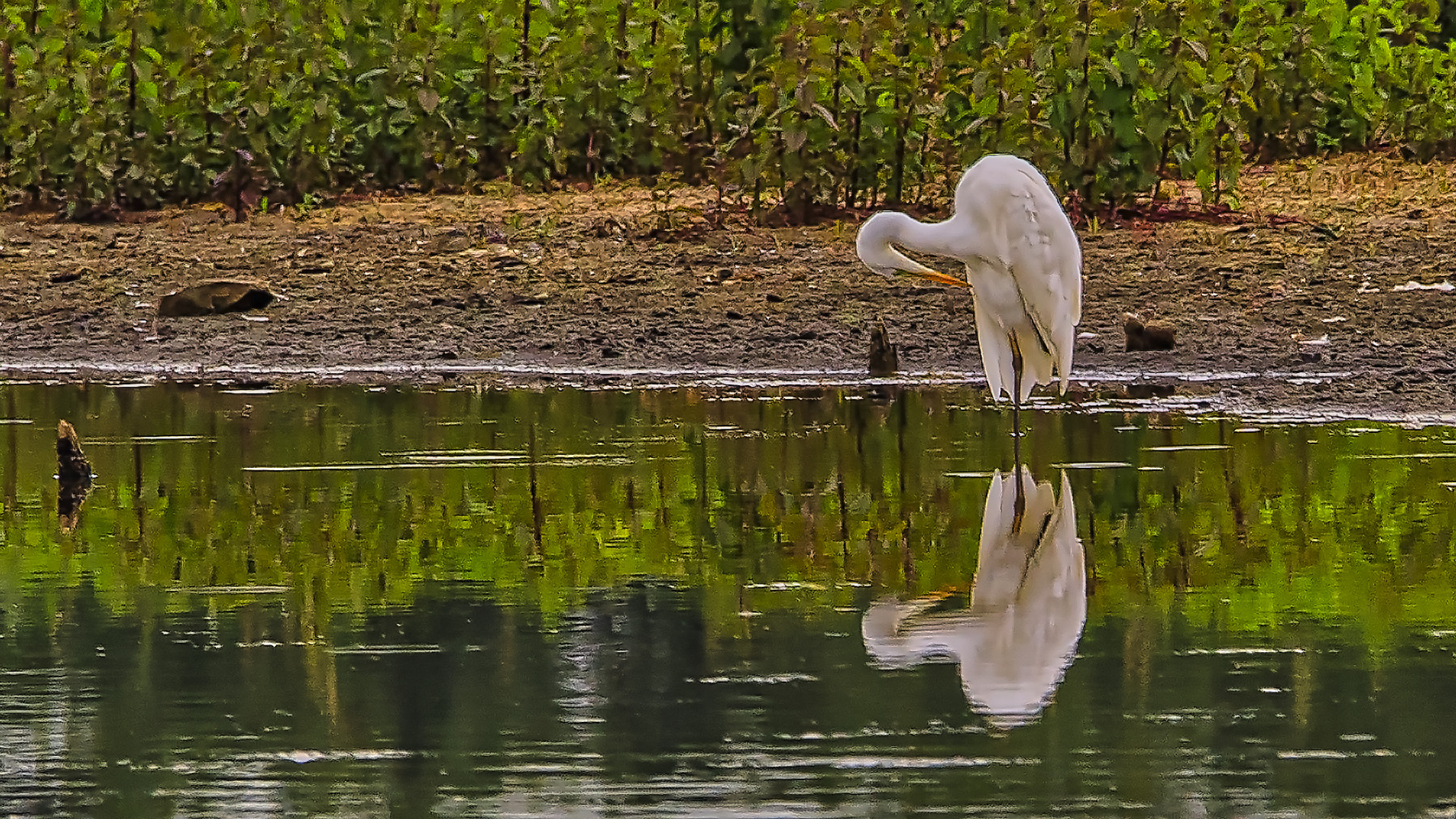 Spiegeltag - Silberreiher