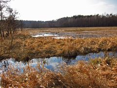 Spiegeltag: So sehen die Wiesen bei mir aus