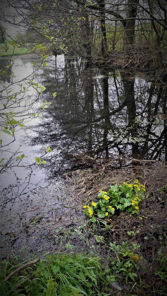 Spiegeltag So tief war der Teich früher nicht Foto & Bild spezial