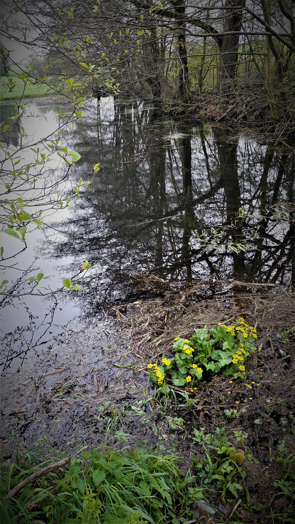 Spiegeltag :So tief war der Teich früher nicht