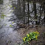 Spiegeltag :So tief war der Teich früher nicht
