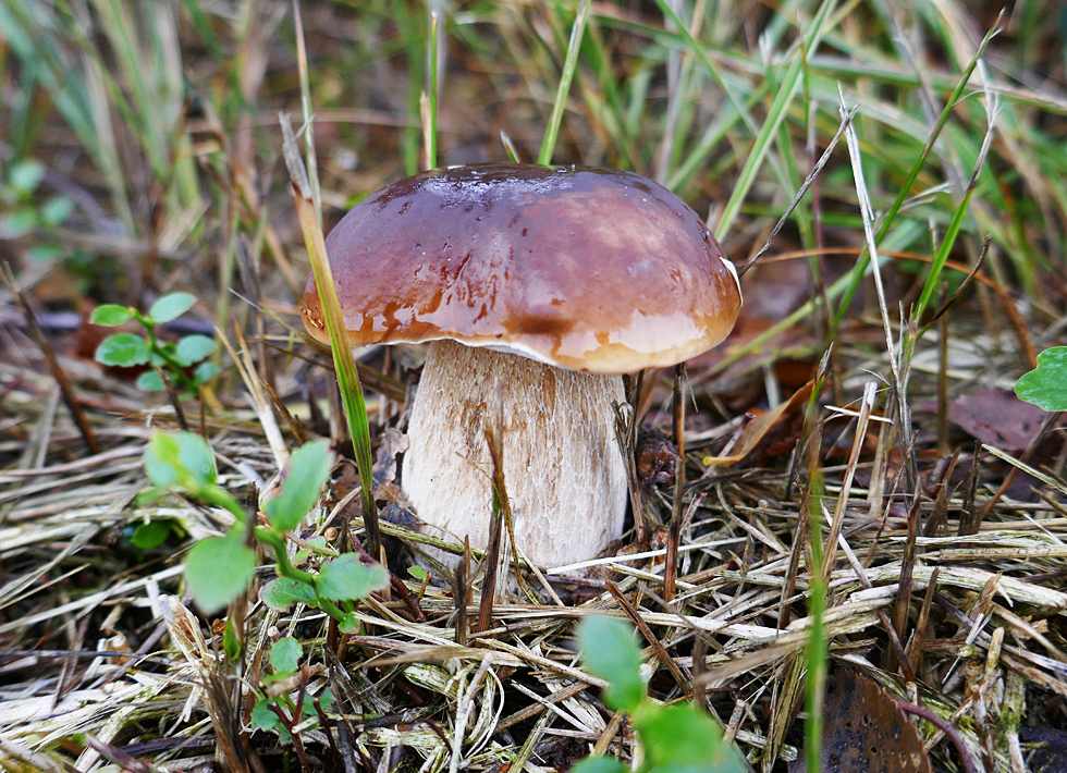 Spiegeltag: Steinpilz im Regen