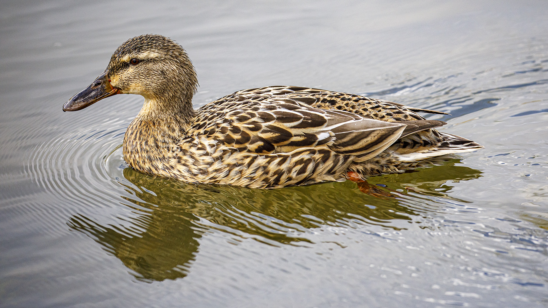 Spiegeltag - Stockente