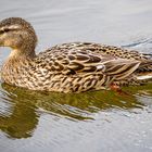 Spiegeltag - Stockente