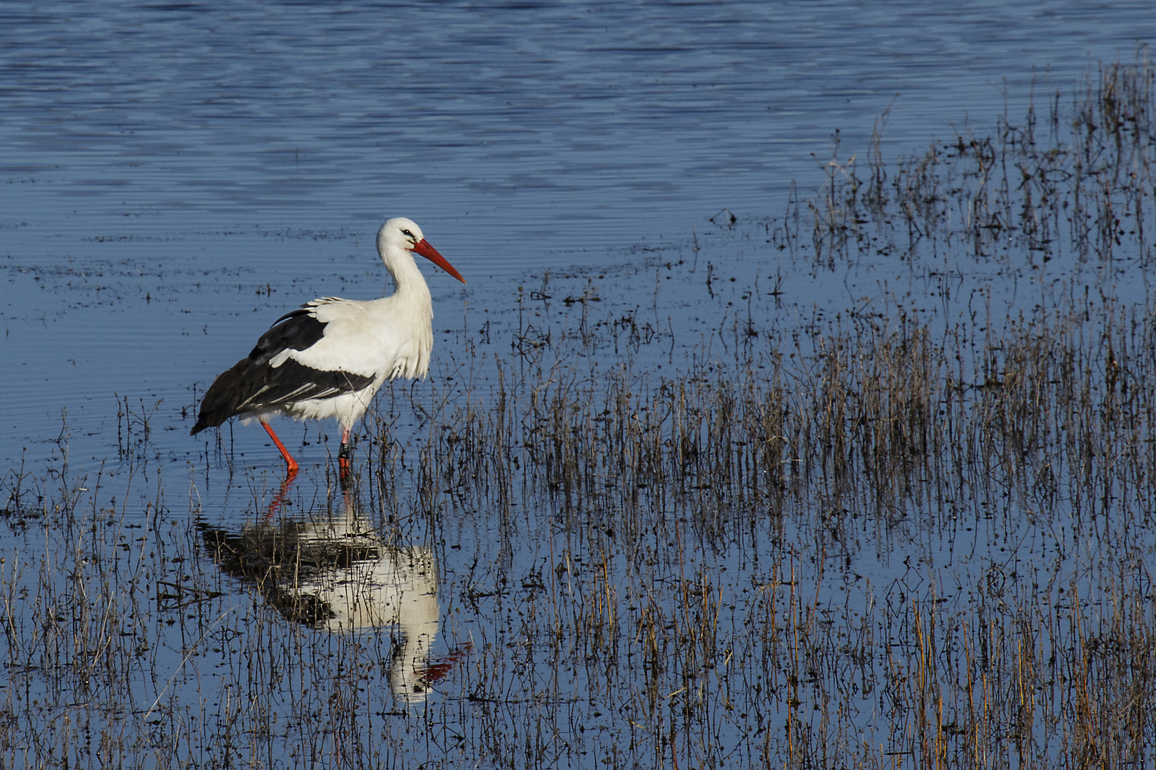 Spiegeltag - Storch 