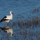 Spiegeltag - Storch 