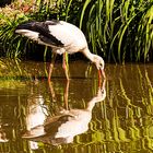 Spiegeltag - Storch