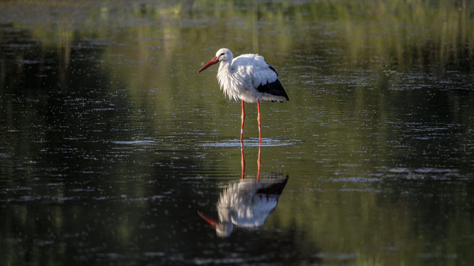 Spiegeltag - Storch im Doppel