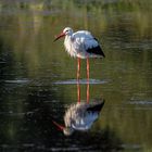 Spiegeltag - Storch im Doppel