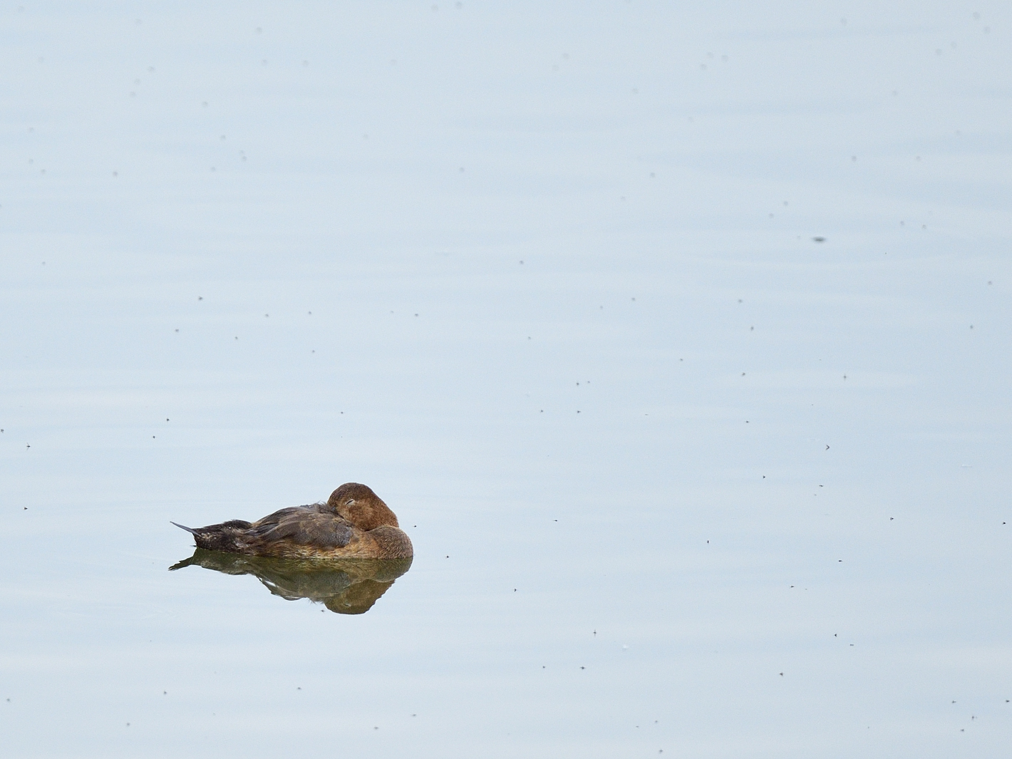 Spiegeltag, Tafelente fem. (Aythya ferina), Common pochard, Porrón europeo