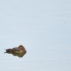 Spiegeltag, Tafelente fem. (Aythya ferina), Common pochard, Porrón europeo