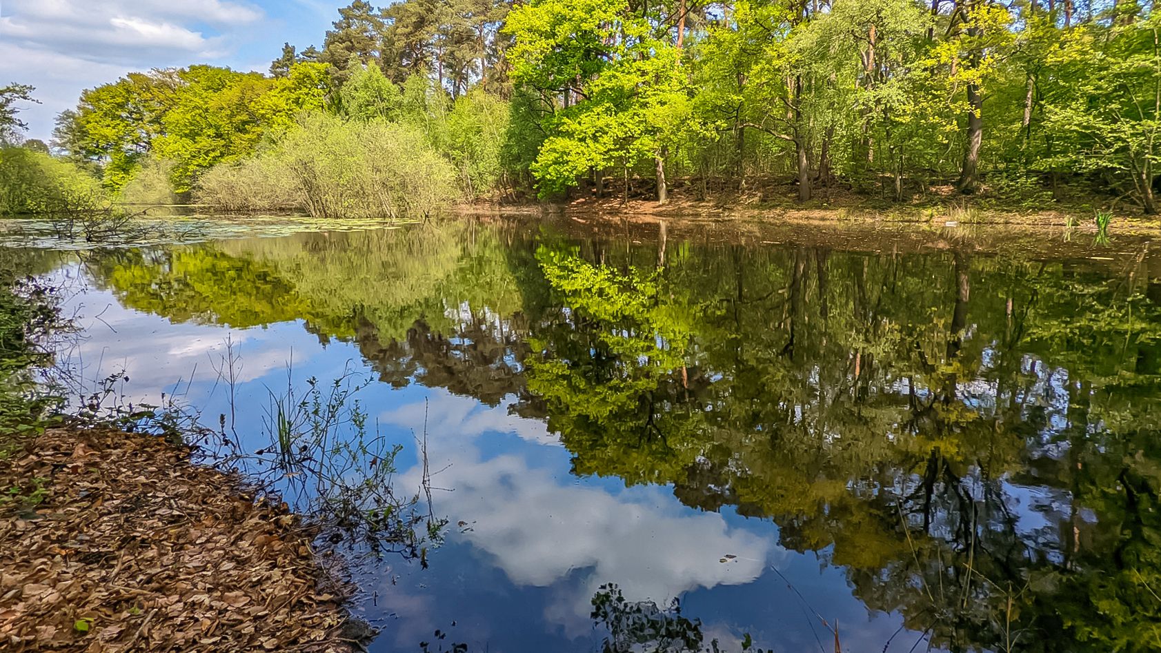 Spiegeltag - Teich